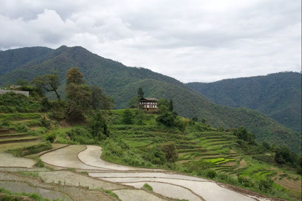 Rice terraces near Khuruthang
