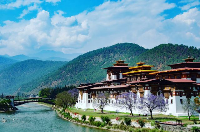 Punakha Dzong in jacaranda bloom