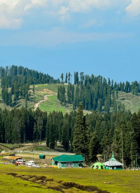 Pine forest and meadow, Doodhpathri