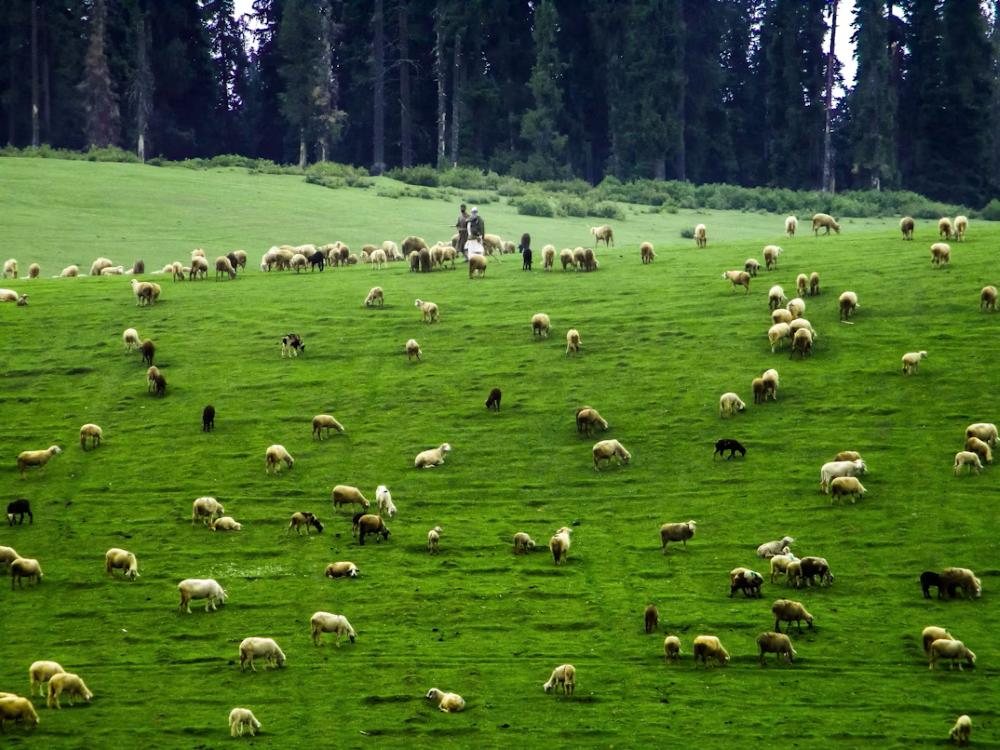 Sheep grazing in the meadows of Doodhpathri