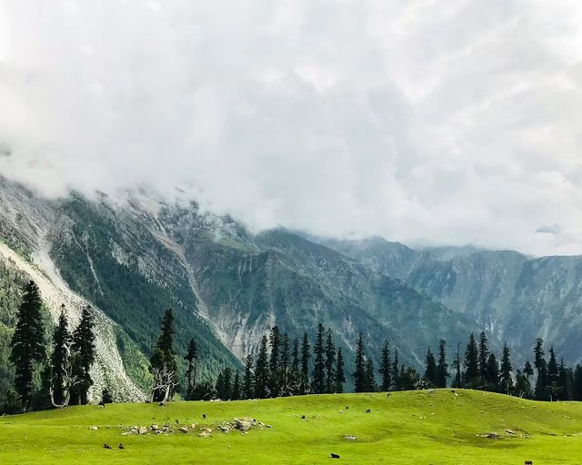 A pine-fringed meadow in the Kashmir valley