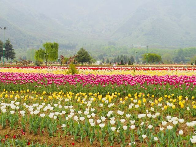 Tulip Garden, Srinagar