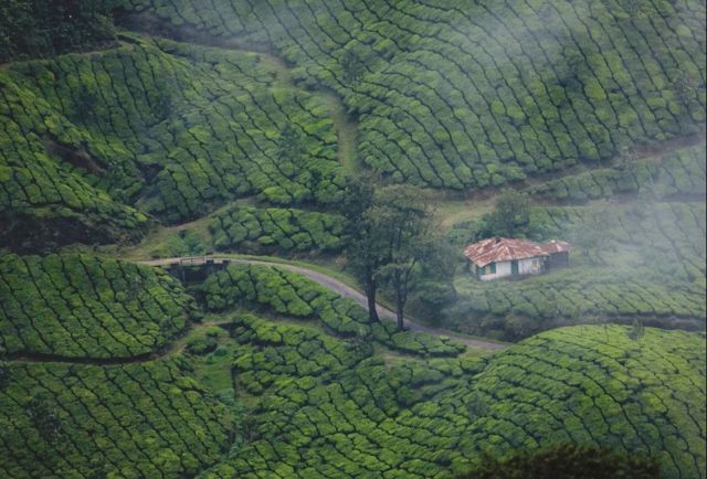 Tea gardens of Munnar