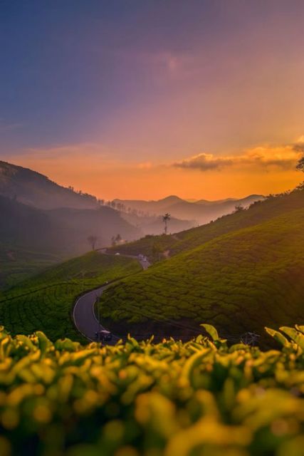 Munnar tea hills at sunset