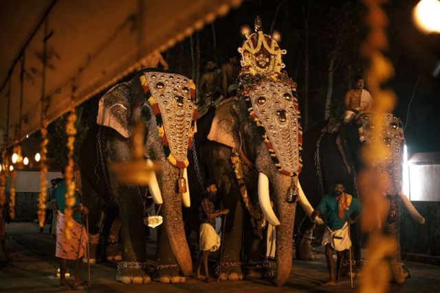 Caparisoned elephants at a temple festival