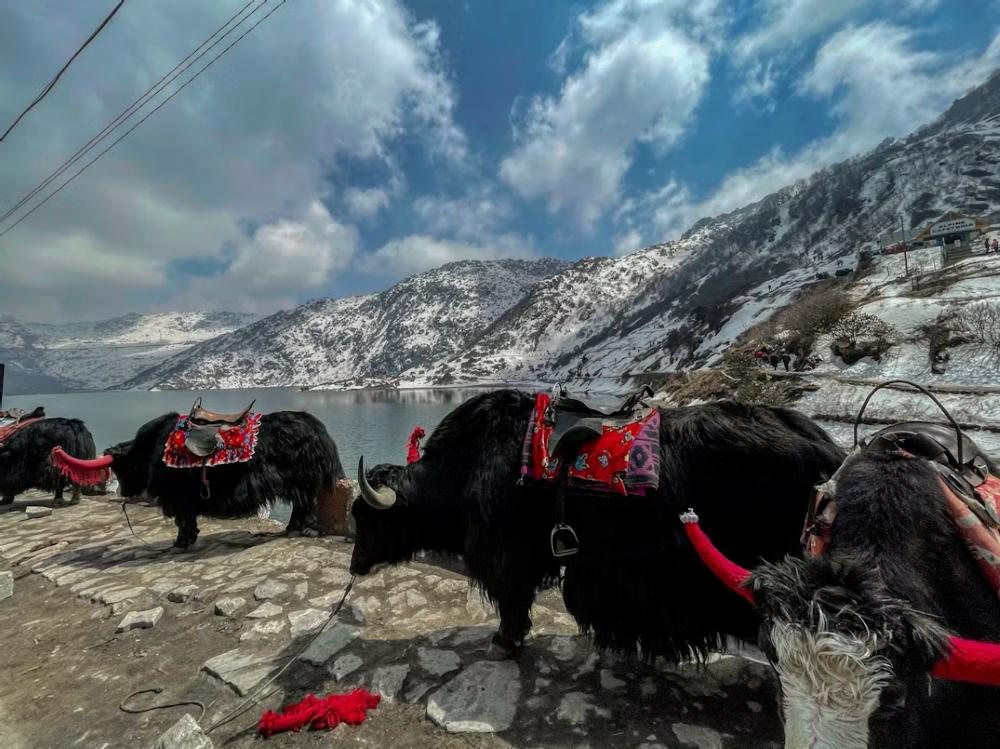Decorated yaks at Tsomgo Lake, East Sikkim
