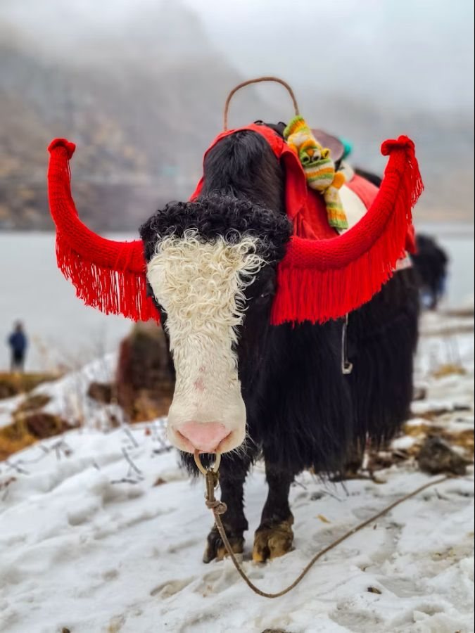 A yak in the snow